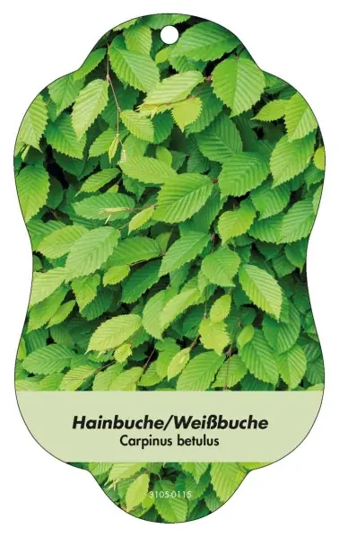 Superpris - Afbeelding Hangende etiketten Loof Carpinus betulus Haagbeuk/witte beuk