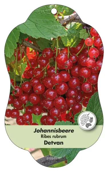Nyligen tillagt | Image hanging labels Comfort Ribes rubrum Redcurrant Detvan