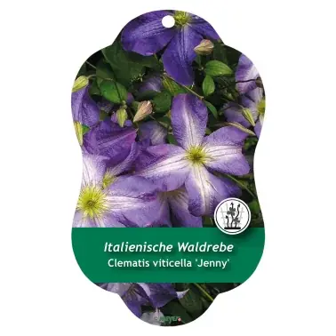 Bild Hängande etiketter Comfort Clematis viticella ‘Jenny‘ | Beställ nu