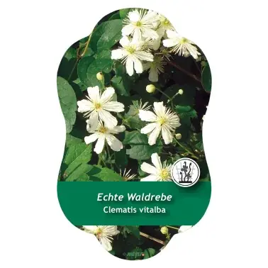 Bild Hängeetiketten Comfort Clematis vitalba - Bästa pris
