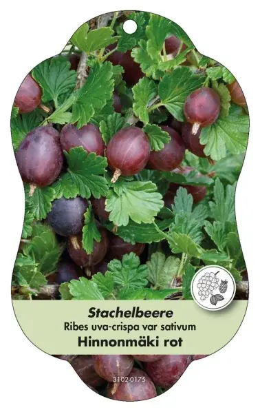 Hanging photo labels Comfort Ribes uva-crispa v. sativum, red - Kan beställas online