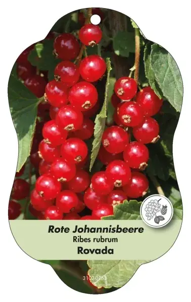 Image Étiquettes à suspendre Comfort Ribes rubrum Groseille rouge, Rovada - Erbjudande