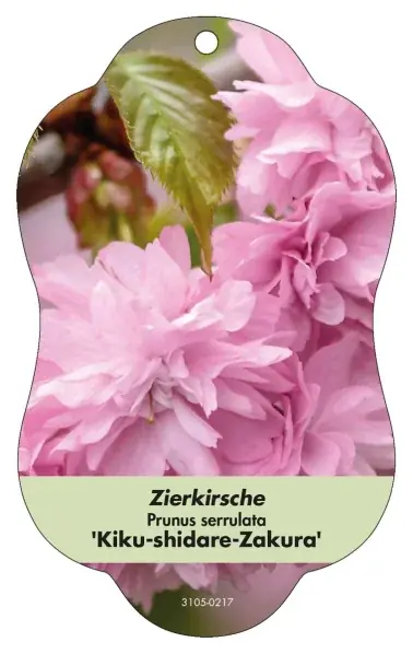 Rekommenderas | Foliage Hanging Photo Labels Prunus serrul. ‘Kiku-Shidare-Zakura‘ cherry