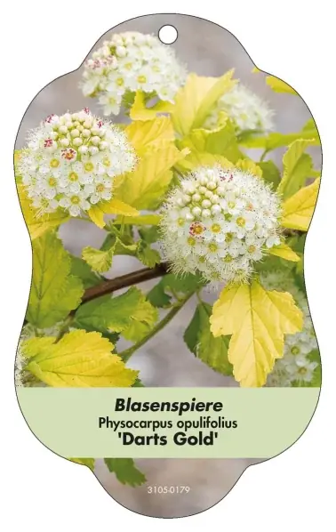 Afbeelding Hangende labels Loof Physocarpus opul. ‘Darts Gold‘ Bladderpiere | Superpris