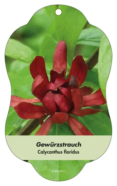 Bild Hängeetiketten Laub Calycanthus floridus Gewürzstrauch - Under begränsad tid