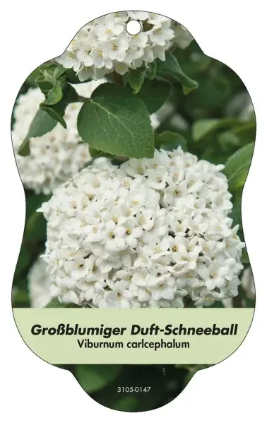 Finns tillgänglig | Bild hängande etiketter bladverk Viburnum carlceph. Storblommig doftande snöboll