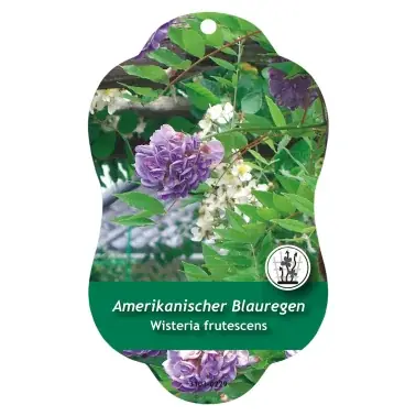 Picture hanging labels Comfort Wisteria frutescens - Väl omtyckt