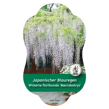 Sista chansen - Bild hängetiketter Comfort Wisteria floribunda ‘Macrobotrys‘