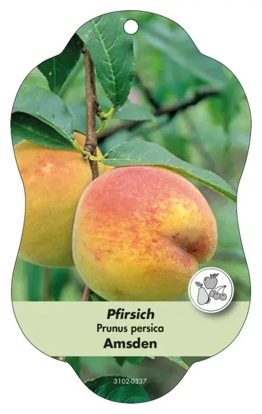 Bild Hängeetiketten Comfort Prunus persica Pfirsich Amsden - Topprodukt