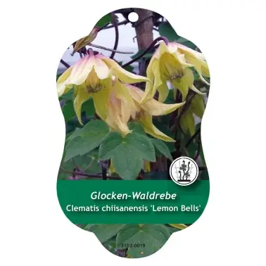 Nyligen lanserat | Image Étiquettes à suspendre Comfort Clematis chiisanensis ‘Lemon Bells