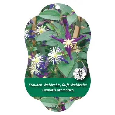 Image Étiquettes à suspendre Comfort Clematis aromatica | Topprodukt
