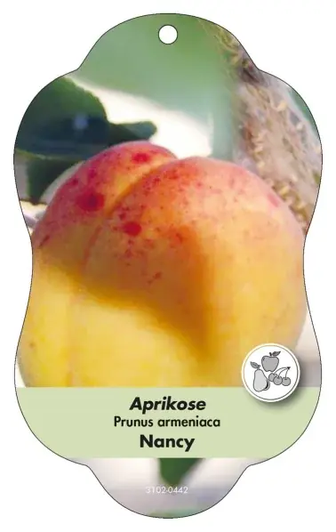 Picture hanging labels Comfort Prunus armeniaca Apricot Nancy | Snart slut