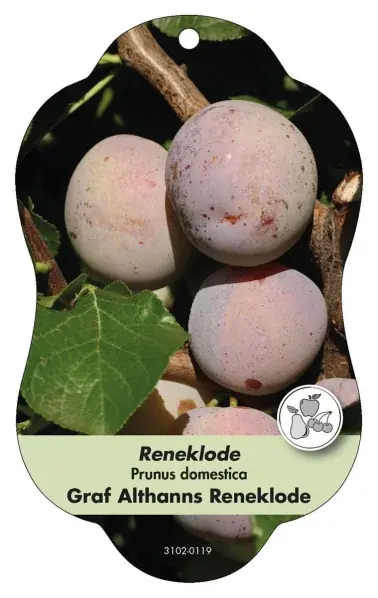 Bild Hängeetiketten Comfort Prunus domestica Reneklode Graf Althanns | Beställ direkt