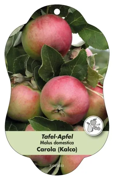 Bild hängetiketter Comfort Malus domestica äpple Carola (Kalco) - Snabb frakt