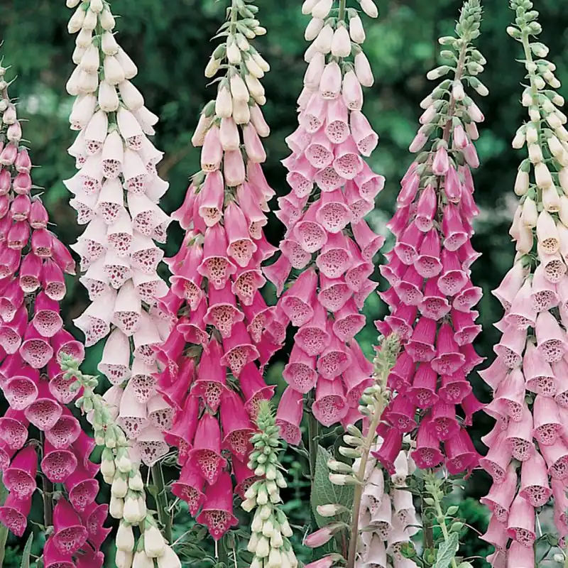 Finns nu | Fingerborgsblomma ‘Gloxiniaeflora‘