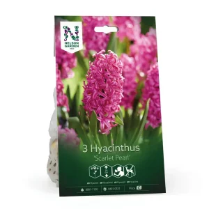 Nyhet hos oss | Hyacint ‘Scarlet Pearl‘