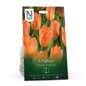 Premium - Kejsartulpan ‘Orange Emperor‘