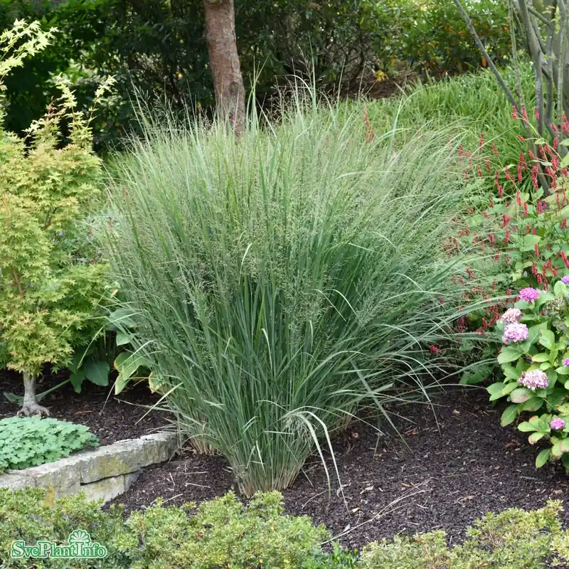 Sista chansen - Panicum virgatum ‘Northwind‘ C5