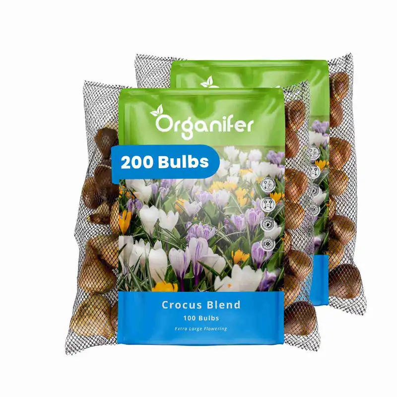 200 krokuslökar - storblommig mix (XXL lökstorlek 8/9 cm) | Reapris