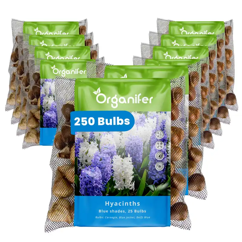 250 hyacintlökar - blå nyanser (XXL lökstorlek 16/17 cm) - Kampanjen går snart ut