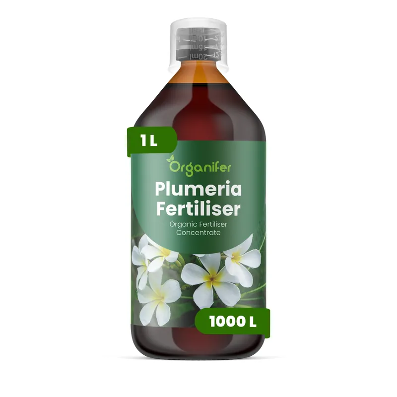 Mycket efterfrågad - Flytande plumeriagödsel - 1 liter
