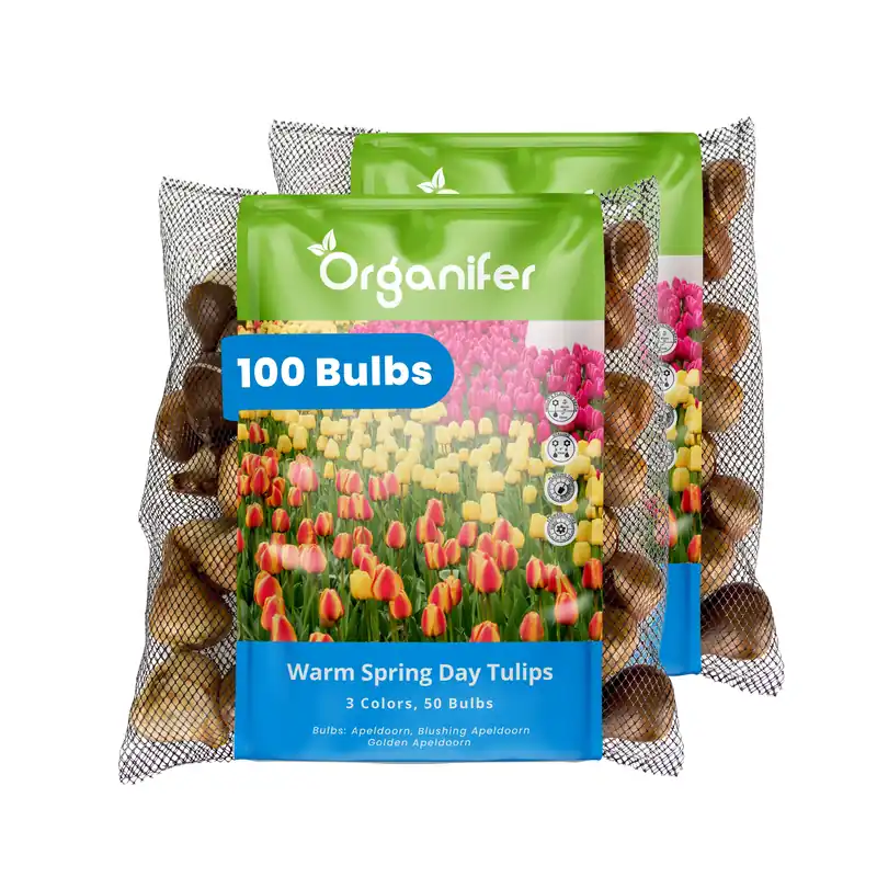 100 tulpanlökar - Warm Spring Day - 3 färgmix (XXL löksstorlek 12+ cm) | Favorit