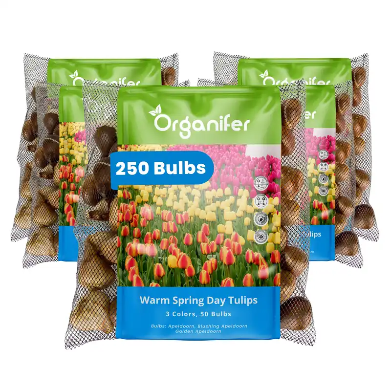 250 tulpanlökar - Warm Spring Day - 3 färgmix (XXL löksstorlek 12+ cm) - Köp direkt