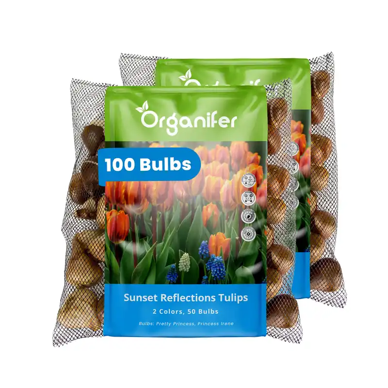 100 tulpanlökar - Sunset Reflection - 2 färgmix (XXL löksstorlek 12+ cm) - Kanonerbjudande
