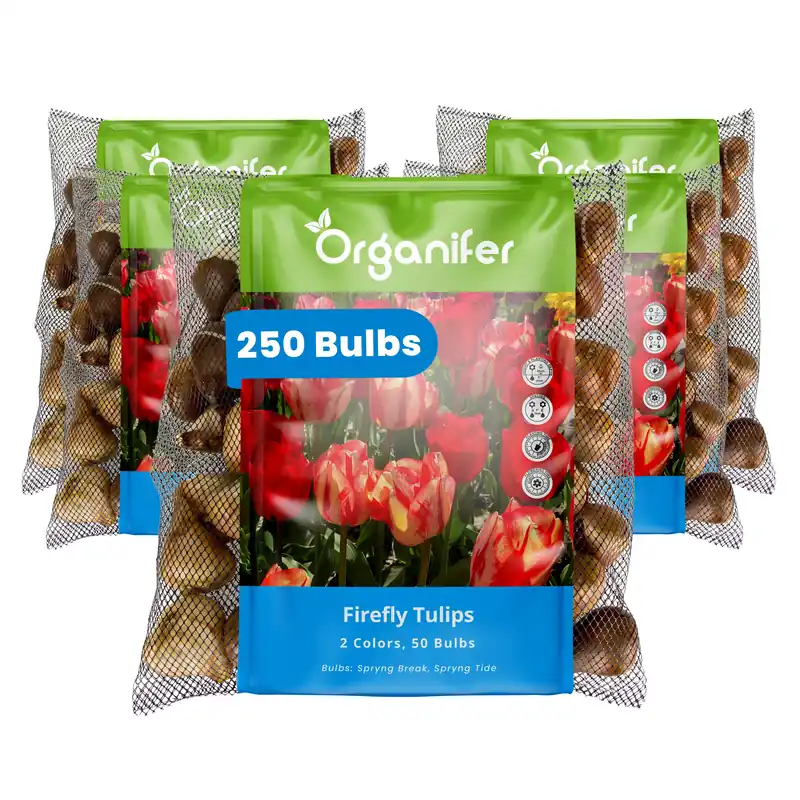 250 tulpanlökar - Firefly - 2 färgmix (XXL löksstorlek 12+ cm) - Rea