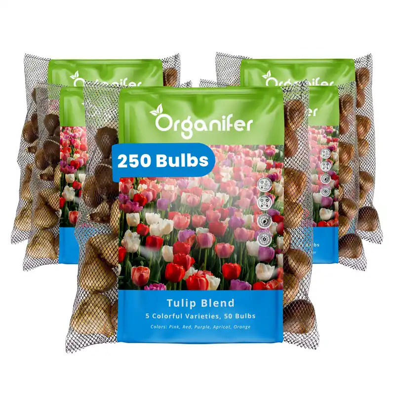 250 tulpanlökar – 5 färgglada sorter (XXL-lökstorlek 12 cm/+) - Precis lanserat