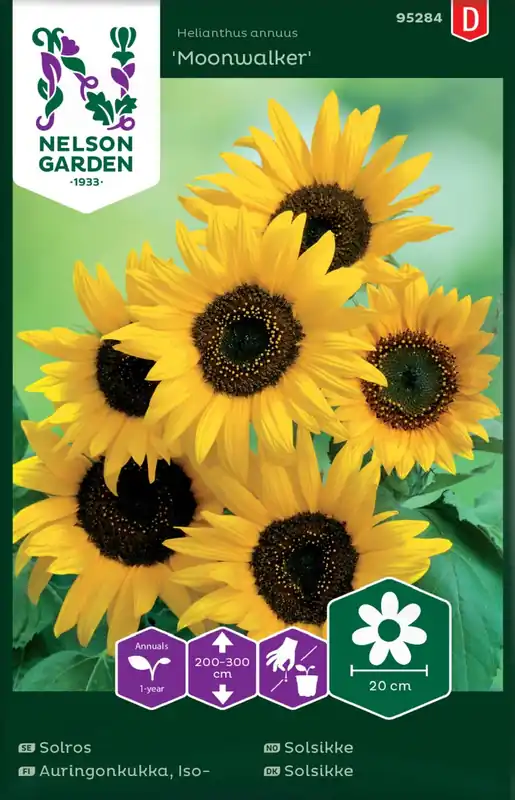 Finns nu | Helianthus annuus Moonwalker, Solros, Hög, Moonwalker