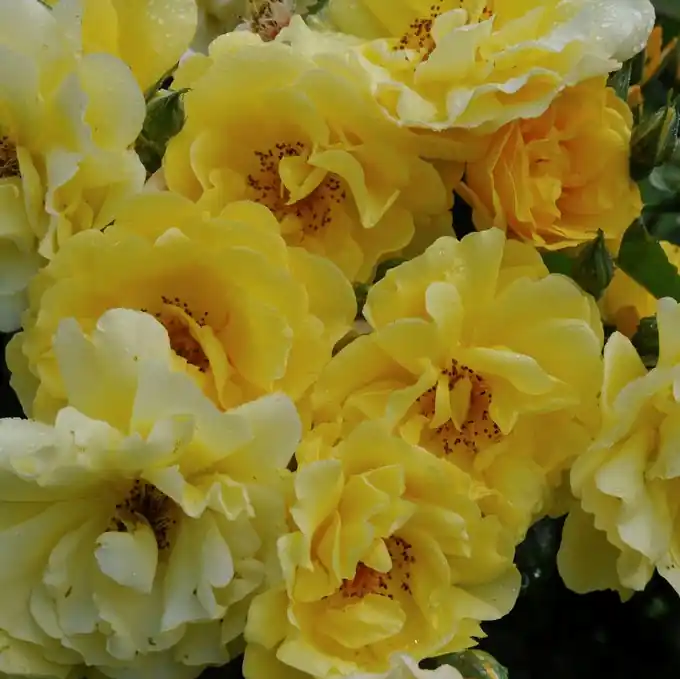 Efterfrågad - Rosa floribunda Golden Gate ®, Klätterros