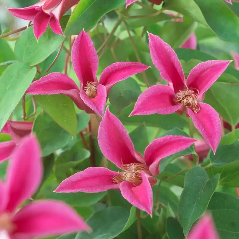 Kan beställas | Clematis texensis Princess Diana, Lyktklematis