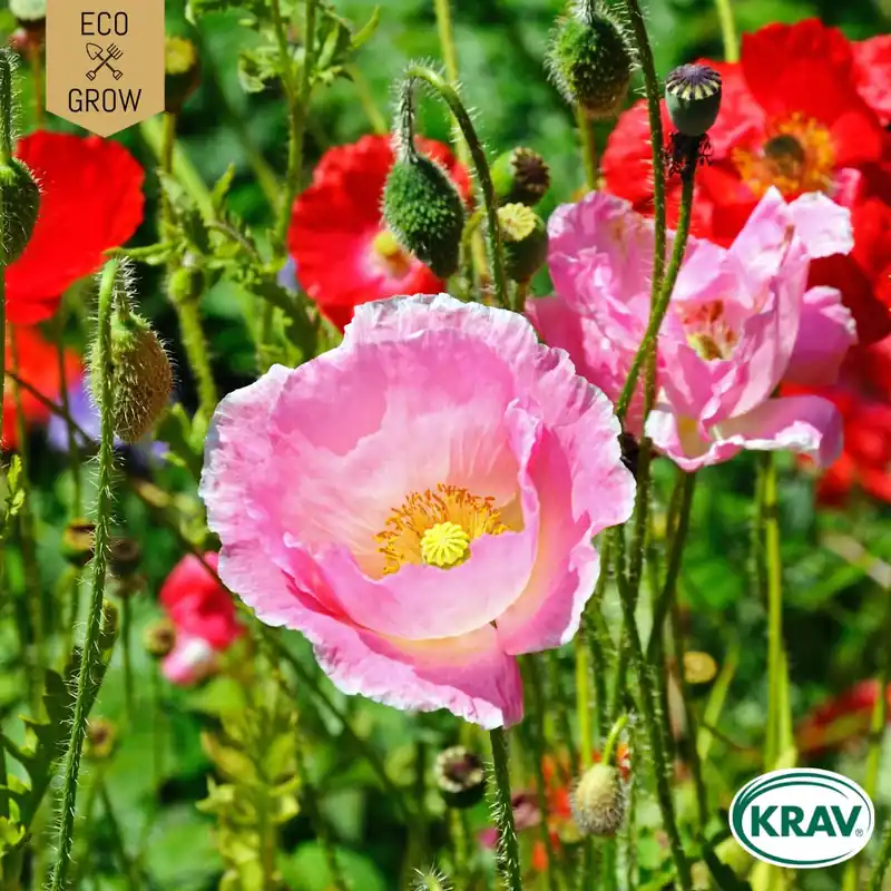 Premiumkvalitet | Papaver rhoeas, Vallmo, Korn-, Color Mix, Ekologisk