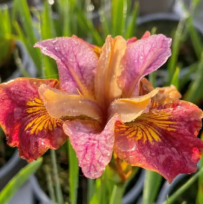 Lågt pris | Iris sibirica Peacock Paprikash ®, Rabattiris