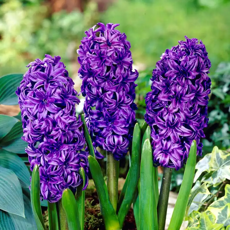 Hyacinthus orientalis King Codro, Trädgårdshyacint Dubbel 3st - Bästsäljare