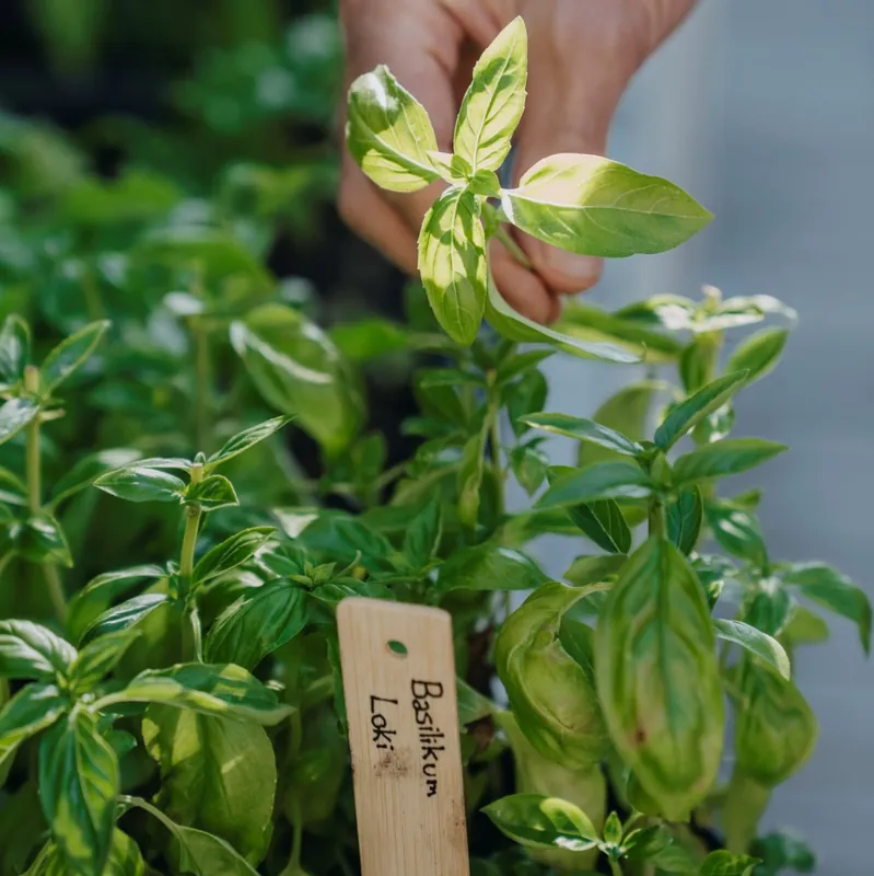 Ocimum basilicum Loki, Basilika, Grön, Loki, Ekologisk - Favorit