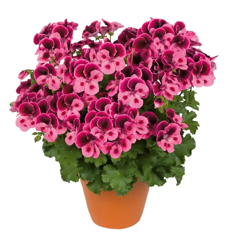 Pelargonium Candy Flowers ® Pink With Eye, Änglapelargon, Stickling 3-pack - Nyhet