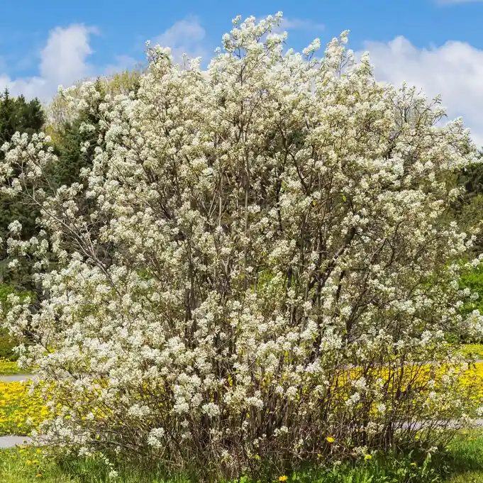 Premiumkvalitet - Amelanchier spicata, Häggmispel