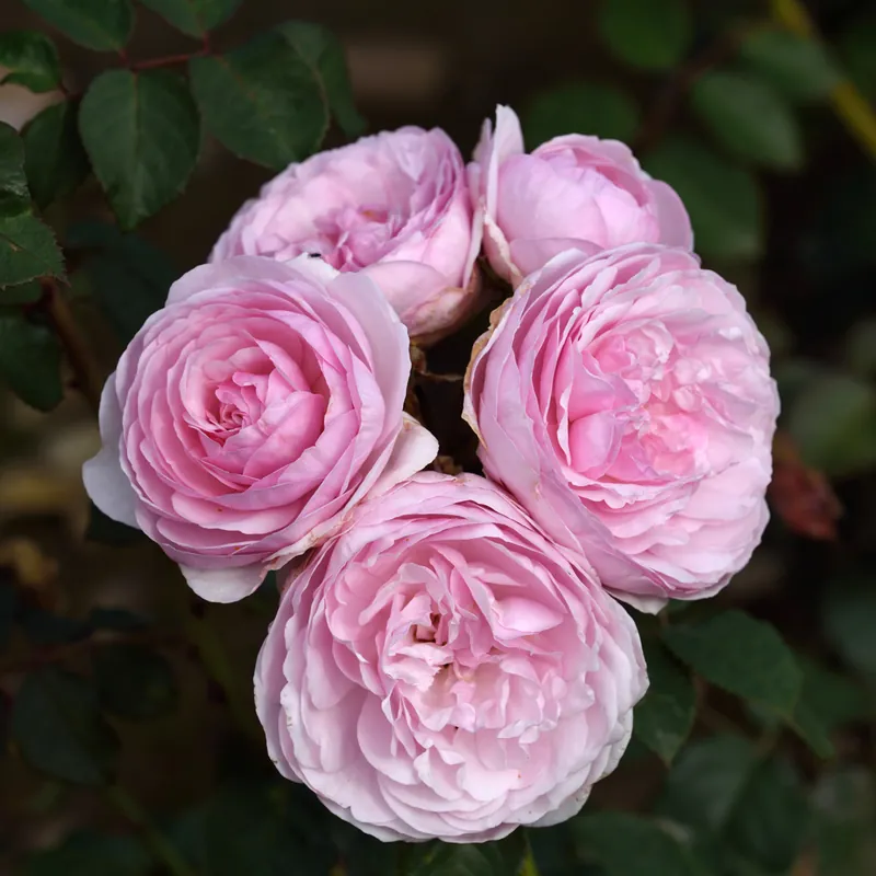 Prissänkt - Rosa austin Olivia Rose, Engelsk Buskros, barrot