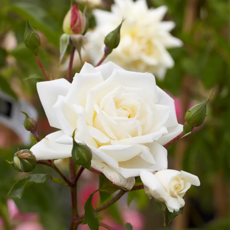 Bästsäljare - Rosa kordesii Ilse Krohn Superior, Klätterros/Buskros, barrot