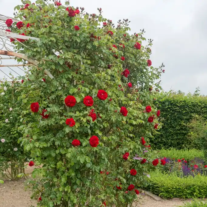 Rosa kordesii Amadeus (Korlabriax), Klätterros, barrot - Spara mer