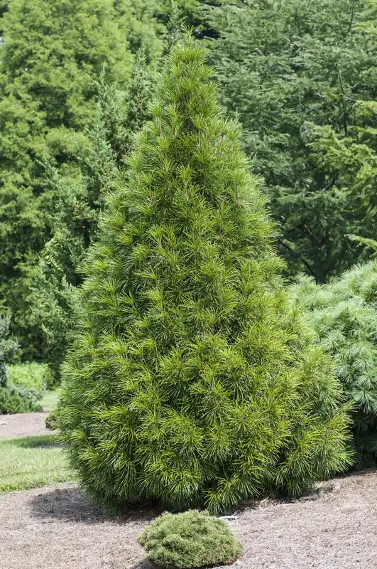 Sciadopitys verticillata, Solfjäderstall - Passa på