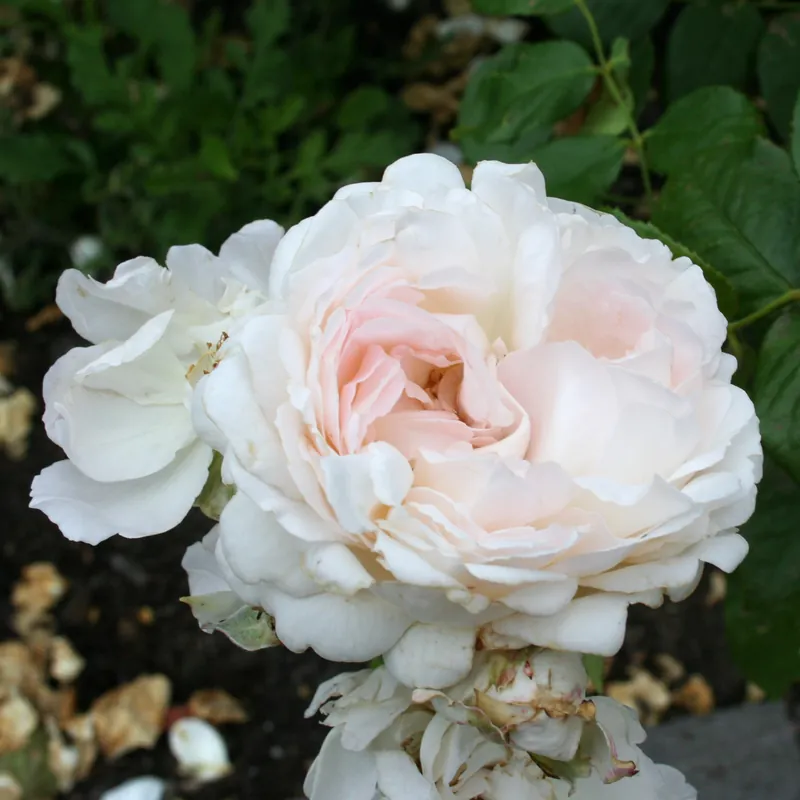 Bra pris | Rosa tehybrid Sebastian Kneipp ®, Tehybridros