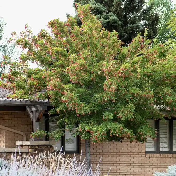 Enkel retur | Acer tataricum Hot Wings ® (Garann), Rysk Lönn