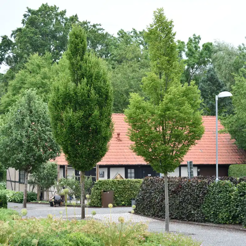 Mycket efterfrågad | Carpinus betulus Fastigiata (Pyramidalis), Pyramidavenbok, C15