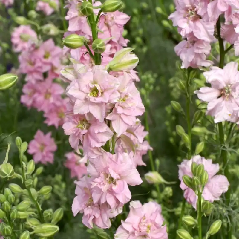 Skynda dig | Delphinium consolida Qis ® Rose, Riddarsporre, Romersk- Qis ® Rose
