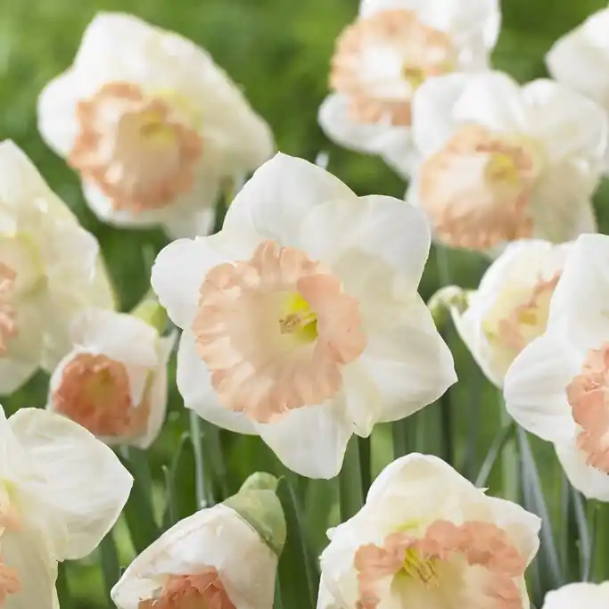 Narcissus Brittish Gamble, Påsklilja 5st - Storsäljare