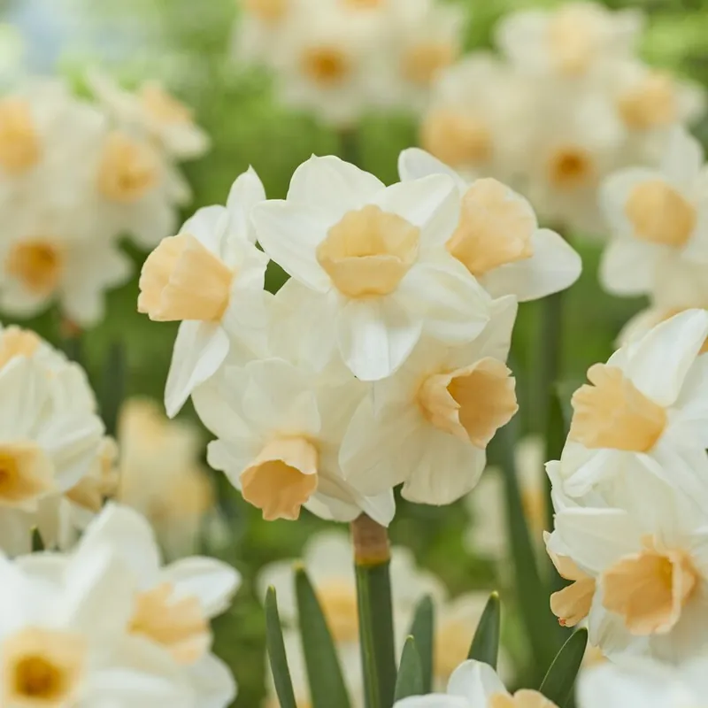 Narcissus Kapiti Peach ®, Narciss 5st | Premiumkvalitet