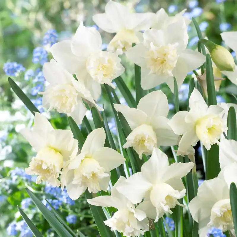 Narcissus White Marvel, Orkidénarciss Storpack - Riktigt fynd